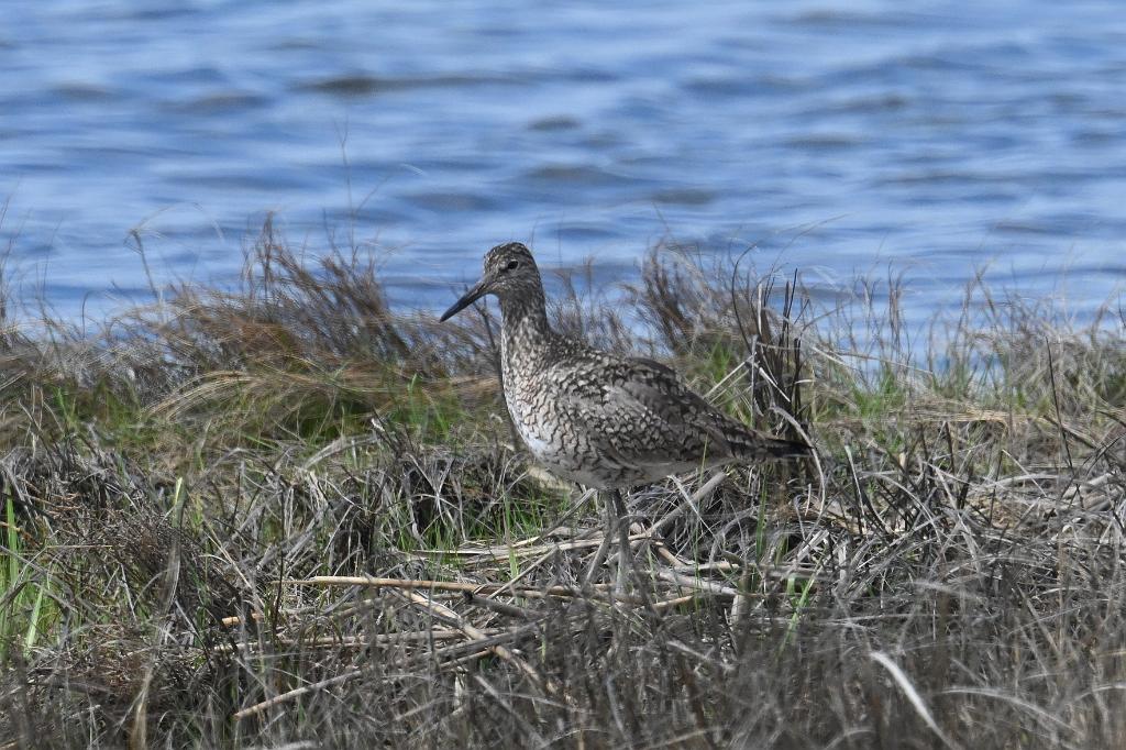 Sandpiper, Willet, 2025-05077388 Parker River NWR, MA.JPG - Willet. Parker River National Wildlife Refuge, MA, 5-7-2025